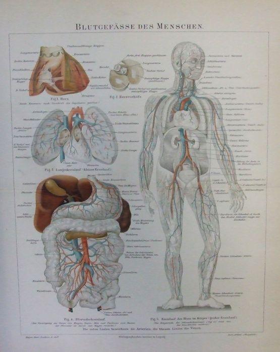 Die Blutgefasse Des Menschen Funf Abbildungen Auf Einem Blatt Herz Herzvorhof Lungenkreislauf Pfortaderkreislauf Sowie Kreislauf Des Blutes Im Korper Von Anatomie Kunst Nbsp Nbsp Grafik Nbsp Nbsp Poster Antiquariat Martin Barbian Grund Gbr