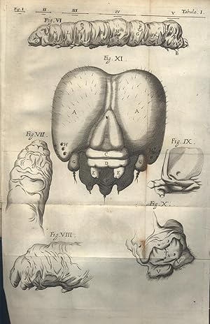 Dissertatio epistolica de bombyce. Mit 12 gefalteten Kupfertafeln.
