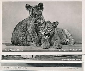 AK, 3 alte Foto-Postkarten schwarz/weiß. 1.Junge Abessin-Löwen. 2. Aus der Kinderstube Bengaltige...