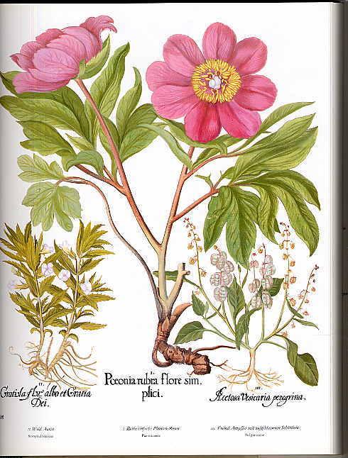 Der Garten Von Eichstatt Hortus Eystettensis Das Grosse Herbarium