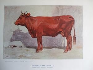 Vogelsberger Kuh "Sophie I", Z: Georg Thomae II, Oberdieten