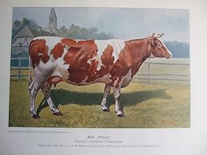 Kuh "Venus", rotbunter westfälischer Tieflandschlag, eingetragen im Herdbuch des "Vereins zur Hebung der Rindviehzucht im Münsterlande"