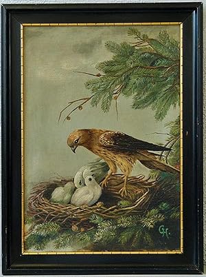 Weiblicher Merlin (Falco columbarius) am Horst mit Jungen [Falke, Greifvögel]