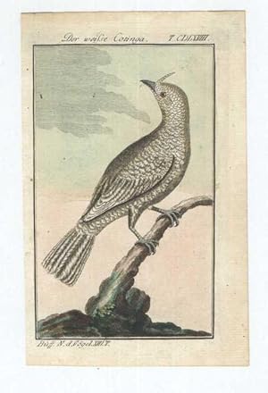 Der weiße Cotinga [Schmuckvögel (Cotingidae)]. Tafel "CDLXVIII" aus: Buffon, Naturgeschichte der ...