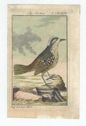 Der Glöckner [Glockenvogel (Procnias spec.)]. Tafel "CDLXXVII" aus: Buffon, Naturgeschichte der V...