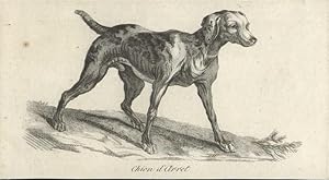 Chien d?Arret [Französischer Vorstehhund, Französische Bracke, Braque français]