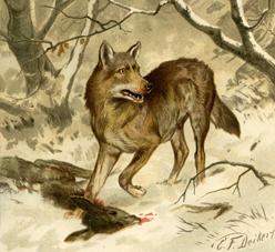 Wolf Lupus - Jagdszene Jagdbild nach Deiker , Repro auf Bütten ,