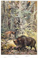 Jagdbild Wildschweine Keiler Wildsau im Wald, Repro auf Büttenpapier , nach einer Lithographie vo...