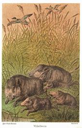 Jagdbild Wildschweine Keiler Wildsau - nach Guido Hammer, Repro auf Büttenpapier , nach einer Lit...