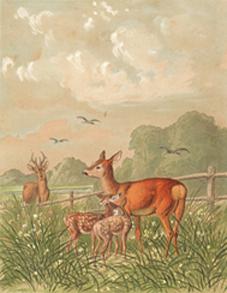 Jagdbild Rehe Rotwild - nach Guido Hammer, Repro auf Büttenpapier , nach einer Lithographie um 1880