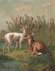 Jagdbild Damwild - nach Guido Hammer, Repro auf Büttenpapier , nach einer Lithographie um 1880