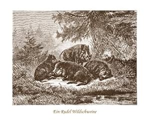 Ein Rudel Wildschweine - Jagd Jagdbild, Repro auf Büttenpapier nach Holzstich von 1881 ,