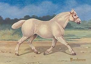 Percheron Kaltblut Schimmel , Repro auf Büttenpapier , nach einer über 100 Jahre alten Grafik