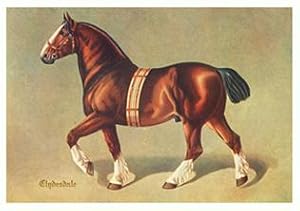 Clydesdale Pferd Kaltblut , Repro auf Büttenpapier , nach einer über 100 Jahre alten Grafik