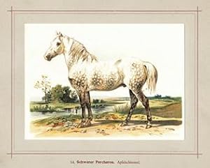 Schwerer Percheron Kaltblut Apfelschimmel, nach Hoffmann 1898, Repro auf Büttenpapier , nach eine...