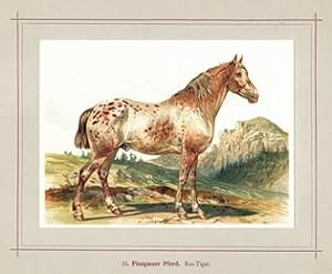 Pinzgauer Pferd Noriker, nach Hoffmann 1898, Repro auf Büttenpapier , nach einer Chromolithograph...