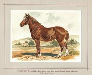 Englischer Clydesdale Pferd Kaltblut , nach Hoffmann 1898, Repro auf Büttenpapier , nach einer Ch...