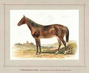 Ostpreußisches Pferd , nach Hoffmann 1898, Repro auf Büttenpapier , nach einer Chromolithographie...