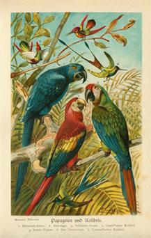Papageien und Kolibris I, Repro auf Büttenpapier , nach einer Chromolithographie von 1890