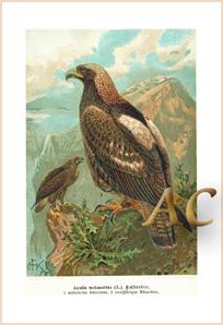 Kaiseradler Vogel Greifvogel, Repro auf Fineartpapier , nach einer Lithographie von 1910