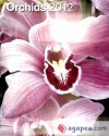 Calendario 2012. Orchids. - teNeues