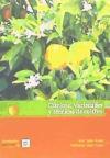 CÍTRICOS: VARIEDADES Y TÉCNICAS DE CULTIVO - SOLER AZNAR, J. / SOLER FAYOS, G.