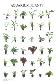 Plantas de acuario IV - Aquarium plants IV