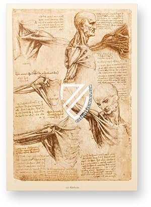 Corpus of the Anatomical Studies - Signatur: - Royal Library at Windsor Castle (Windsor, United K...