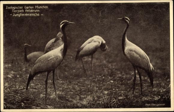 Ansichtskarte Postkarte Munchen Zoologischer Garten Tierpark