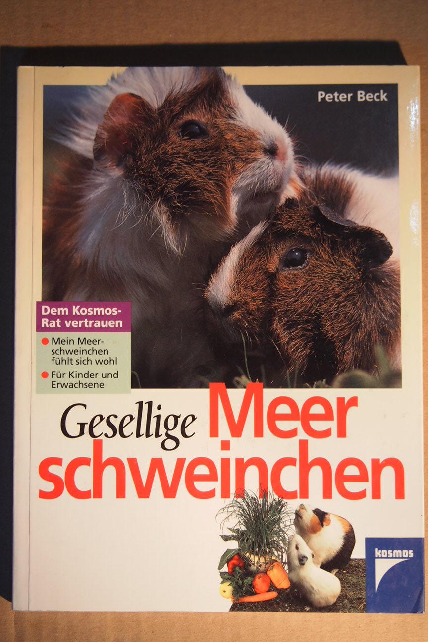 Gesellige Meerschweinchen