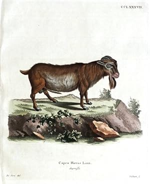 Capra Hircus Linn. depressa