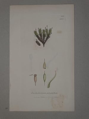 Trichostomum polyphyllum. Plate No. 1683 / 1217, from "English Botany or coloured figures of Brit...