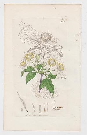 Clematis Vitalba (Gewöhnliche Waldrebe). Plate No. 612 / 776, from "English Botany or coloured fi...