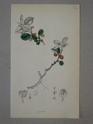 Cotoneaster Vulgaris (Spierstrauch). Plate No. 2713, from "English Botany or coloured figures of ...