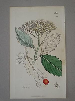 Pyrus aria (Echte Mehlbeere). Plate No. 1858 / 701, from "English Botany or coloured figures of B...