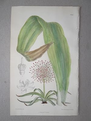 Allium schuberti (Igelkolbenlauch). Plate No. 7588, kolorierte Lithographie von J.N. Fitch nach M...