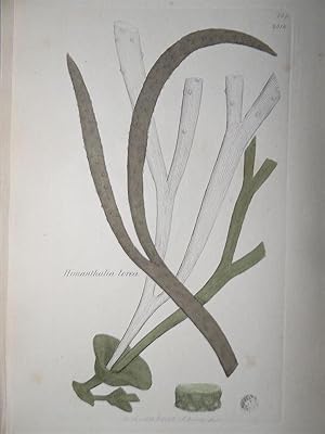 "Himanthalia lorea - Plate N. 569 - 2314". Kolorierte Lithographie vom March 1, 1800, aus dem Wer...