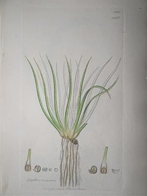 "Isoetes lacustris - Plate N. 1084 - 1457". Kolorierte Lithographie vom Oct. 1, 1802, aus dem Wer...