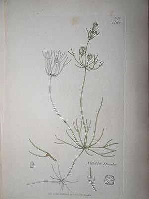 "Nitella flexilis - Plate N. 1070 - 1468". Kolorierte Lithographie vom Sep. 1, 1802, aus dem Werk...