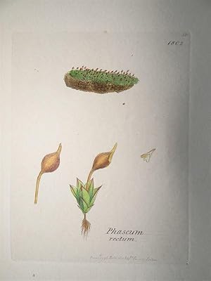 "Phascum rectum - Plate N. 330 - 1802". Kolorierte Lithographie vom Jun. 1, 1796, aus dem Werk: "...