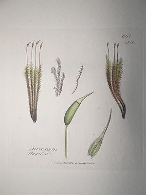 "Dicranum flagellare - Plate N. 1977 - 1706". Kolorierte Lithographie vom Jan. 1, 1809, aus dem W...
