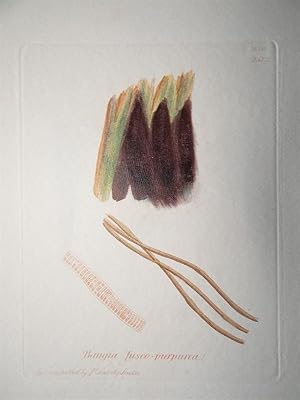 "Bangia fusco-purpurea - Plate N. 2055 - 2412". Kolorierte Lithographie vom Sep. 1, 1809, aus dem...