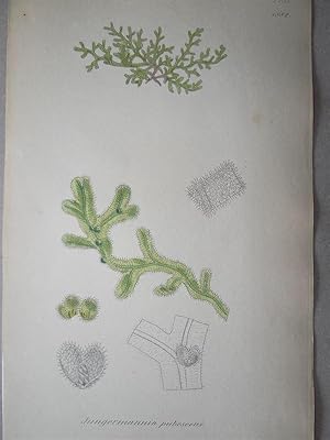 "Jungermannia pubescens - Plate N. 2751 - 1882". Kolorierte Lithographie vom August 1, 1832, aus ...