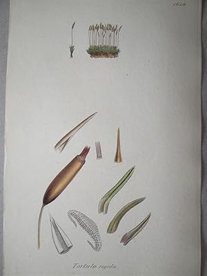 "Tortula rigida - Plate N. 2759 - 1649". Kolorierte Lithographie vom Dec. 1, 1832, aus dem Werk: ...
