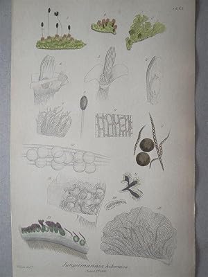 "Jungermannia hibernica - Plate N. 2750 - 1883". Kolorierte Lithographie vom August 1, 1832, aus ...