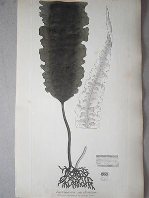 "Laminaria Saccharina - Plate N. 1376 - 2320". Kolorierte Lithographie vom Nov. 1, 1804, aus dem ...