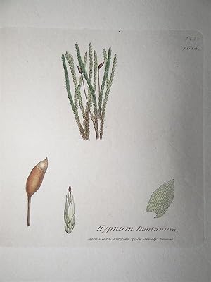 "Hypnum Donianum - Plate N. 1446 - 1518". Kolorierte Lithographie vom April 1, 1805, aus dem Werk...