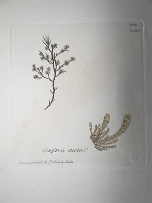 "Conferva curta - Plate N. 2084 - 2488". Kolorierte Lithographie vom Nov. 1, 1809, aus dem Werk: ...