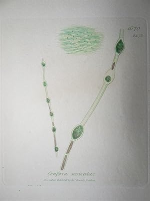 "Conferva vesicata - Plate N. 1670 - 2476". Kolorierte Lithographie vom Nov. 1, 1806, aus dem Wer...