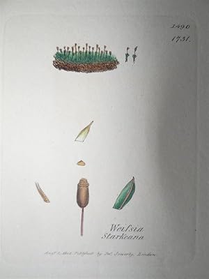 "Weissia Starkeana - Plate N. 1490 - 1731". Kolorierte Lithographie vom Aug. 1, 1805, aus dem Wer...